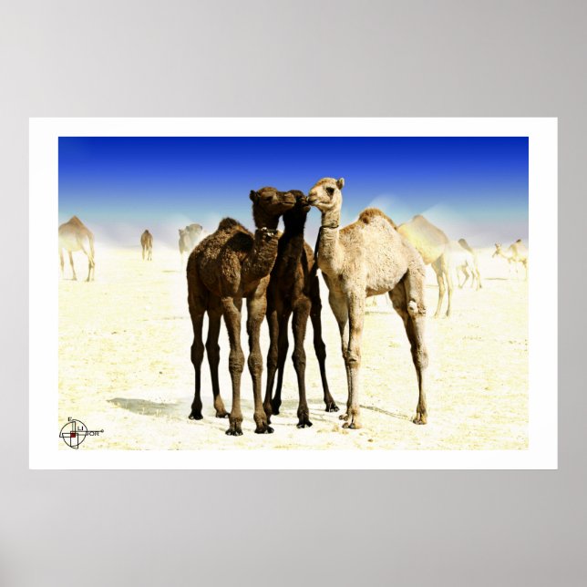 Camels Poster (Front)