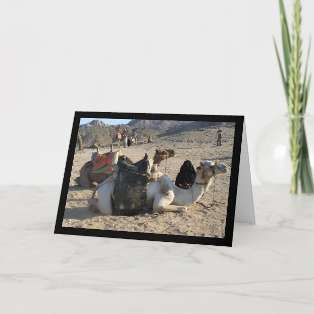 Camels Resting in Desert Card (Front)
