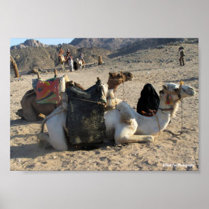 Camels Resting in Desert Poster