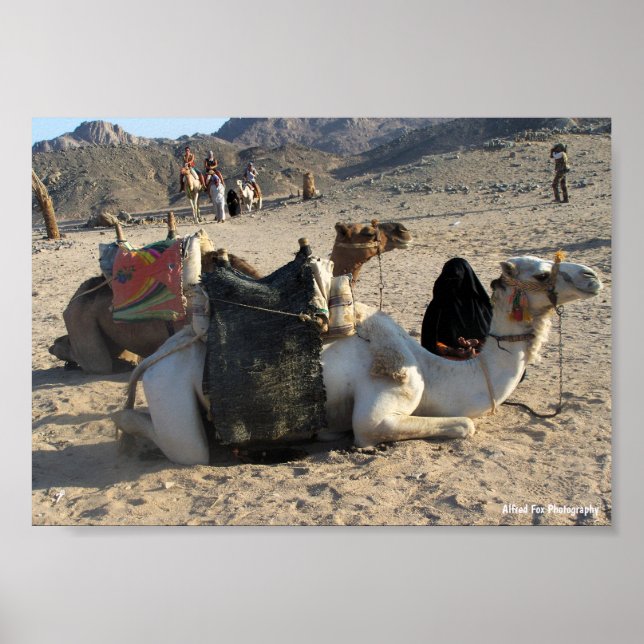 Camels Resting in Desert Poster (Front)
