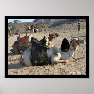 Camels Resting in Desert Poster