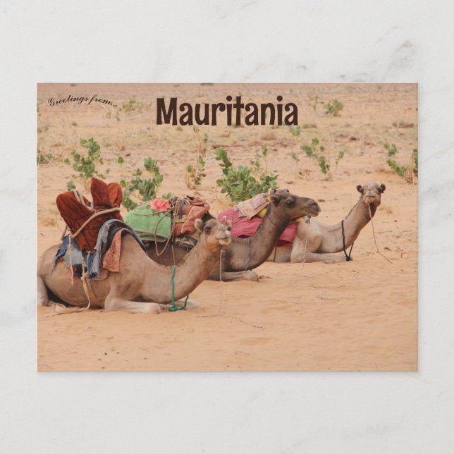 Camels Resting in Mauritania Postcard (Front)