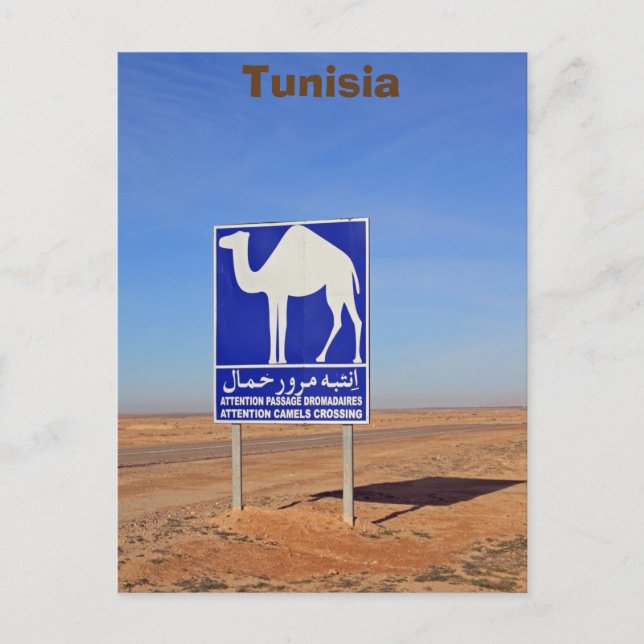 Camels sign, Tunisia Postcard (Front)