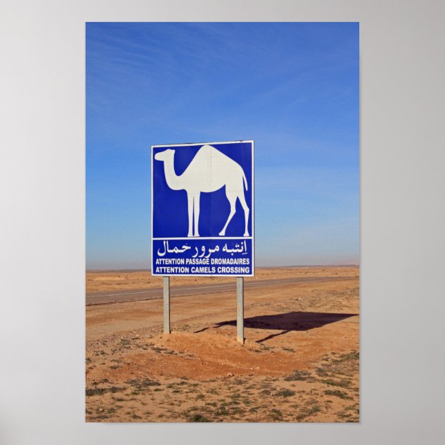 Camels sign, Tunisia Poster (Front)