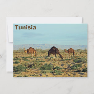 Camels, Tunisia card