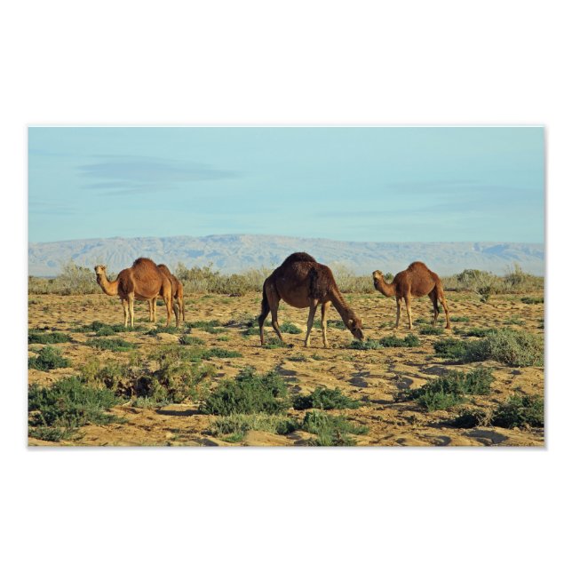 Camels, Tunisia Photo Print (Front)
