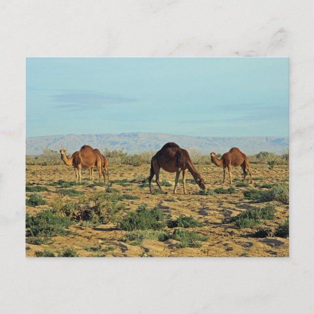 Camels, Tunisia Postcard (Front)