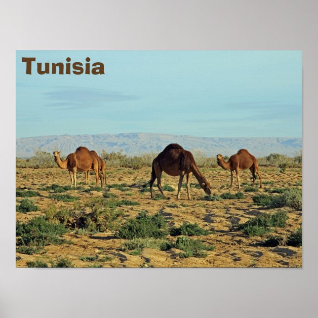 Camels, Tunisia Poster (Front)