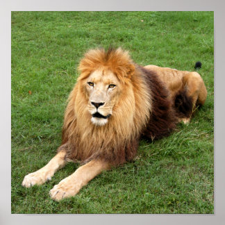 Cameron 1 11x11 poster