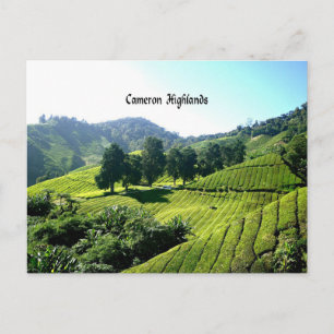 Cameron Highlands, Tea Plantation, Malaysia Postcard