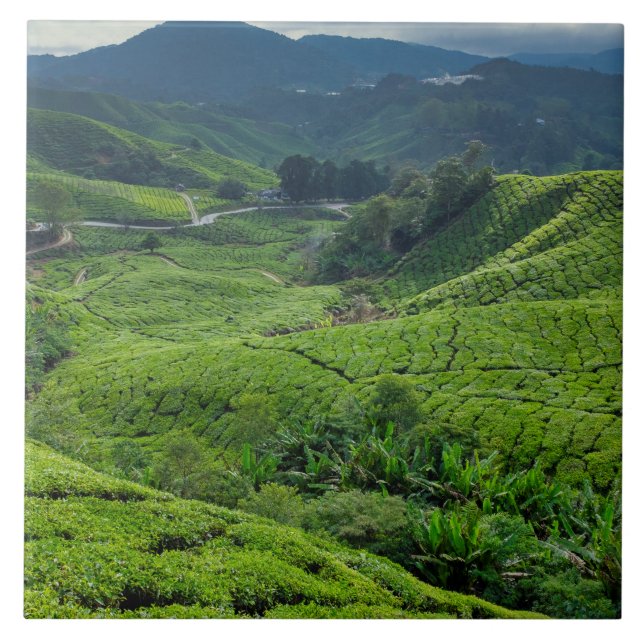 Cameron Highlands Tea Plantation Tile (Front)