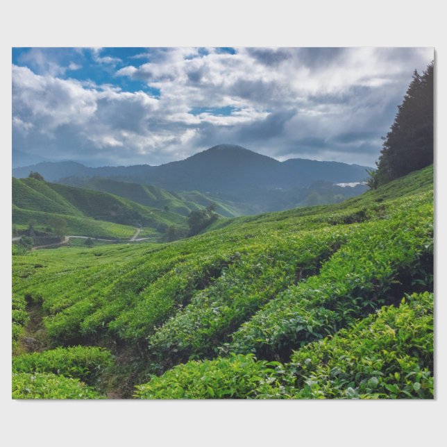 Cameron Highlands Tea Plantation Wrapping Paper (Flat)
