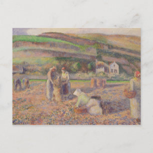 Camille Pissarro The Potato Harvest Postcard