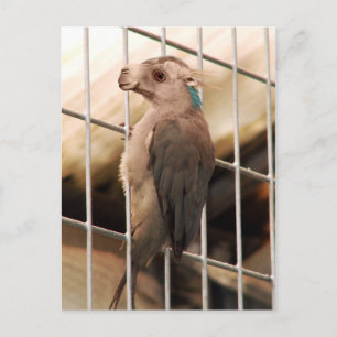 Camkeet postcard
