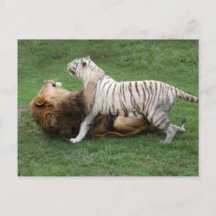 CamNzabu006 Postcard