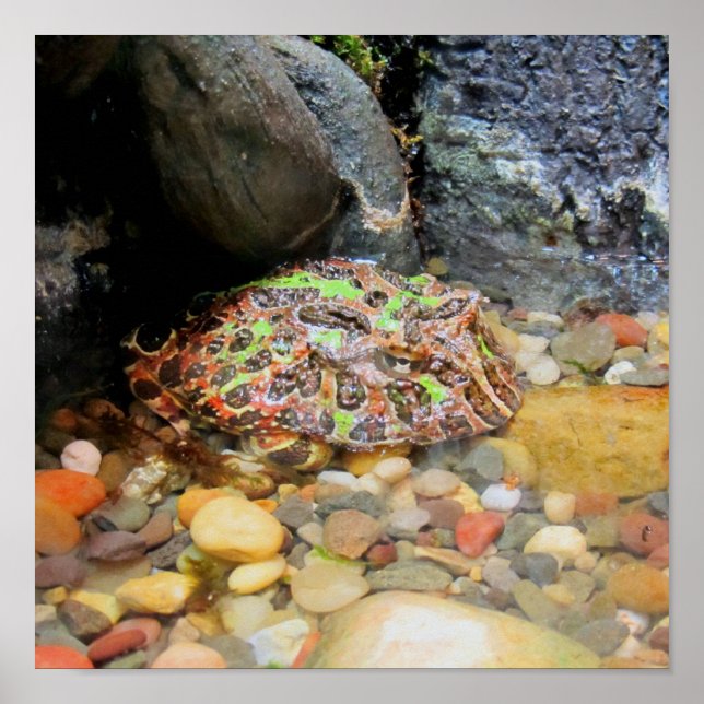 Camo Frog Poster (Front)