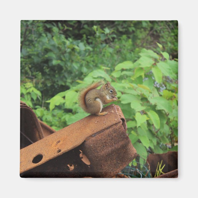 Camo Squirrel Magnet (Front)