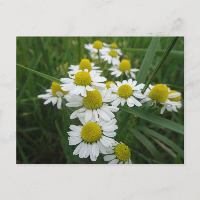 Camomile Flowers Close Up DIY Postcard (Front)