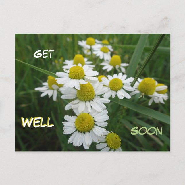 Camomile Flowers Close Up Get Well Soon Postcard (Front)