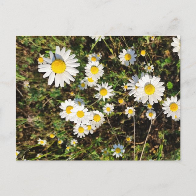Camomile flowers postcard (Front)