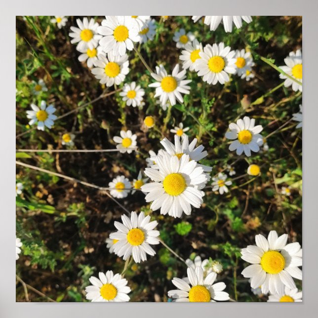 Camomile flowers poster (Front)