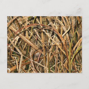 Camouflage By john Postcard