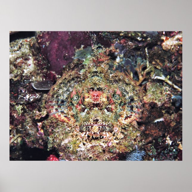 Camouflaged Scorpionfish Poster (Front)