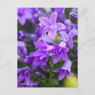 Campanula Alpenblue [Postcard] Postcard