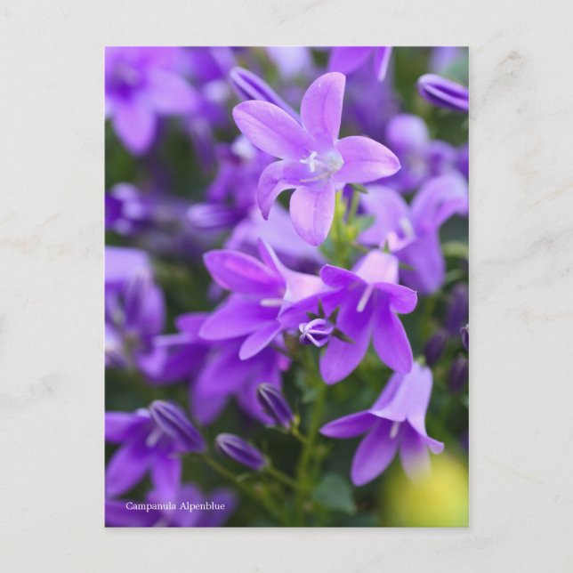 Campanula Alpenblue [Postcard] Postcard (Front)