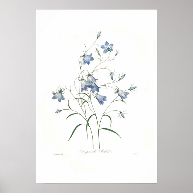 Campanula clochette poster (Front)