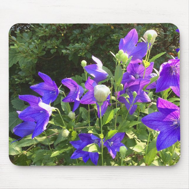 Campanula Cluster (Blue Balloon Flowers) --- Mouse Pad (Front)