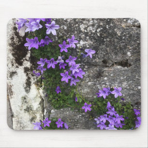Campanula Flowers Growing on a Wall Mouse Pad