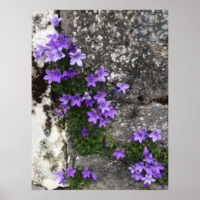 Campanula Flowers Growing on a Wall Poster (Front)