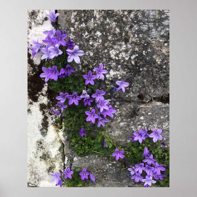 Campanula Flowers Growing on a Wall Poster (Front)