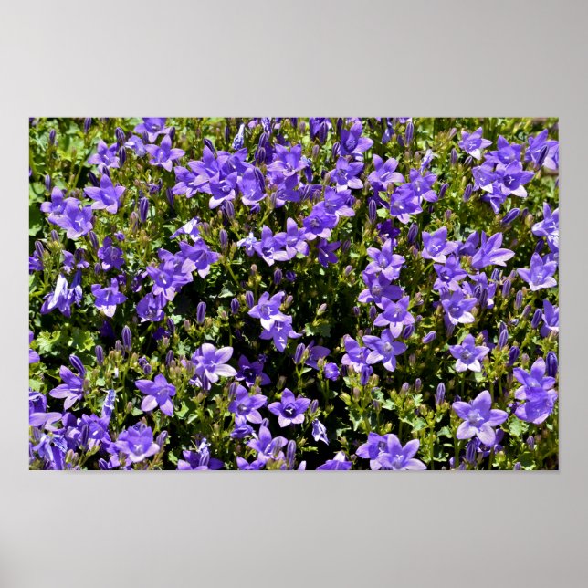 Campanula flowers poster (Front)