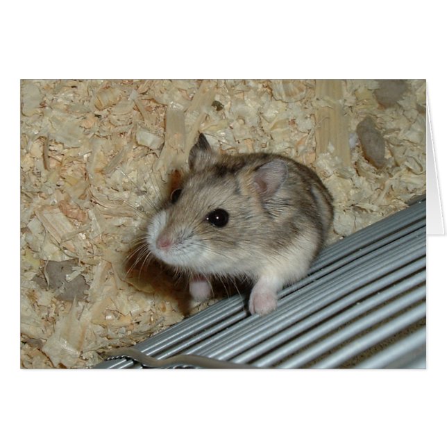Campbells Hamster (Front Horizontal)