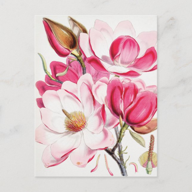 Campbell's Magnolia Postcard (Front)