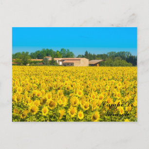 Campi Di Girasole. Postcard