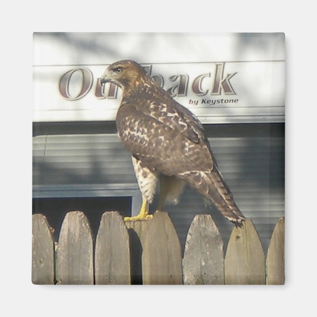 Camping Hawk Magnet (Front)