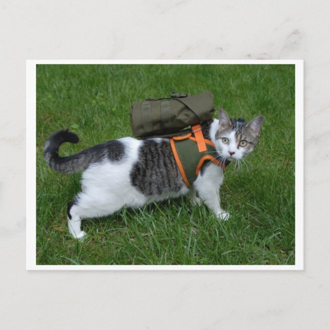 Camping Kitty Postcard (Front)