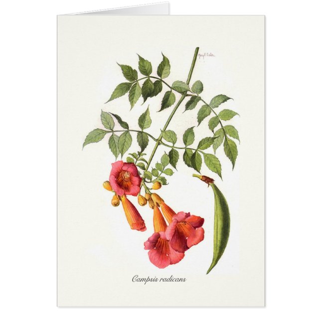 Campsis radicans (Front)