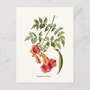 Campsis radicans,Trumpet Vine. Postcard