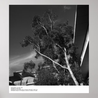 Campus Details, December 1966 by Ansel Adams Poster