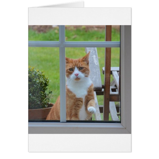 Can I Come In Pumpkin. (Front)