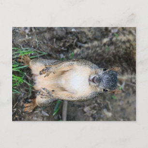 Can you spare a nut?(colour) postcard