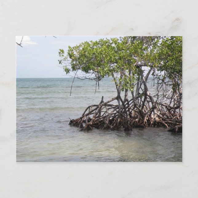 Caña Gorda Guanica Postcard (Front)