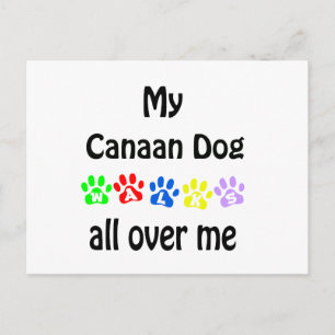 Canaan Dog Walks Design Postcard