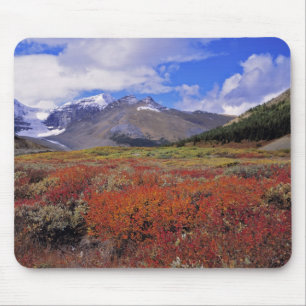Canada, Alberta, Banff NP. Huckleberries bloom Mouse Pad