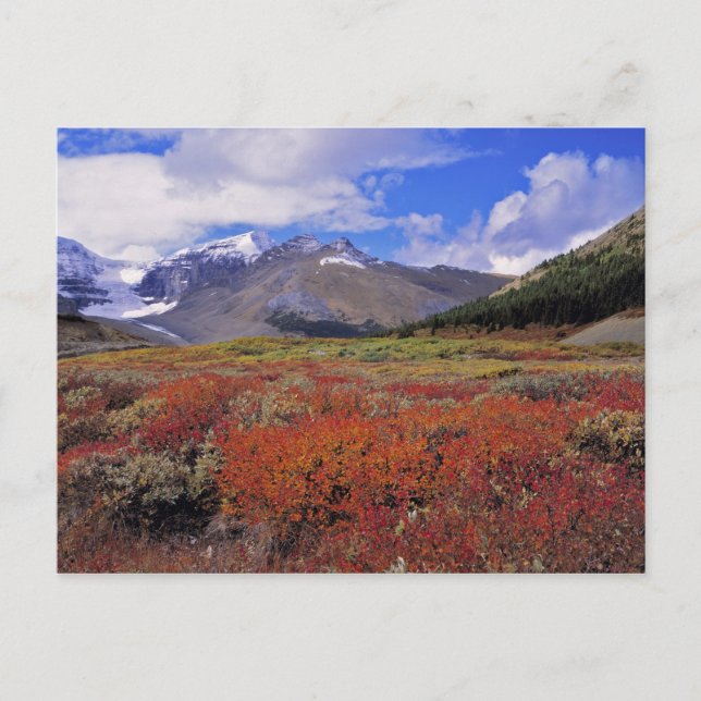Canada, Alberta, Banff NP. Huckleberries bloom Postcard (Front)