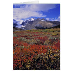 Canada, Alberta, Banff NP. Huckleberries provide